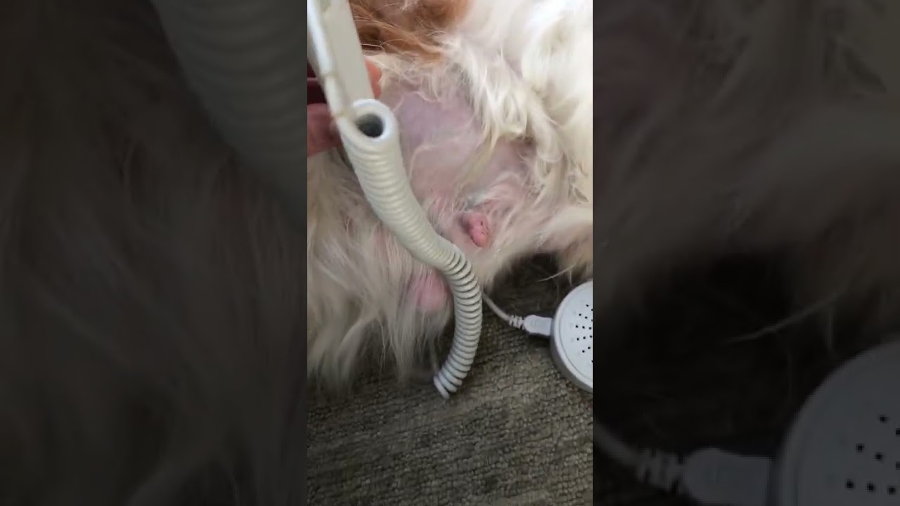 Puppy Heartbeats on Doppler