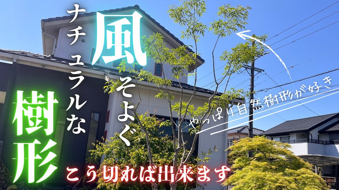 【アオダモ剪定】しっかり幅を縮めながもナチュラルな樹形は崩さない〜雑木剪定の基本教えます〜