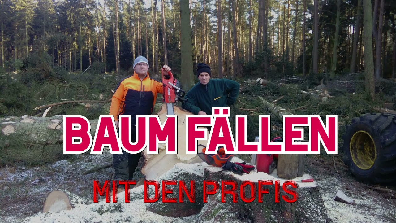 Baum F&auml;llen mit den Profis   Tree felling with the professionals   Рубка деревьев с профессионалами