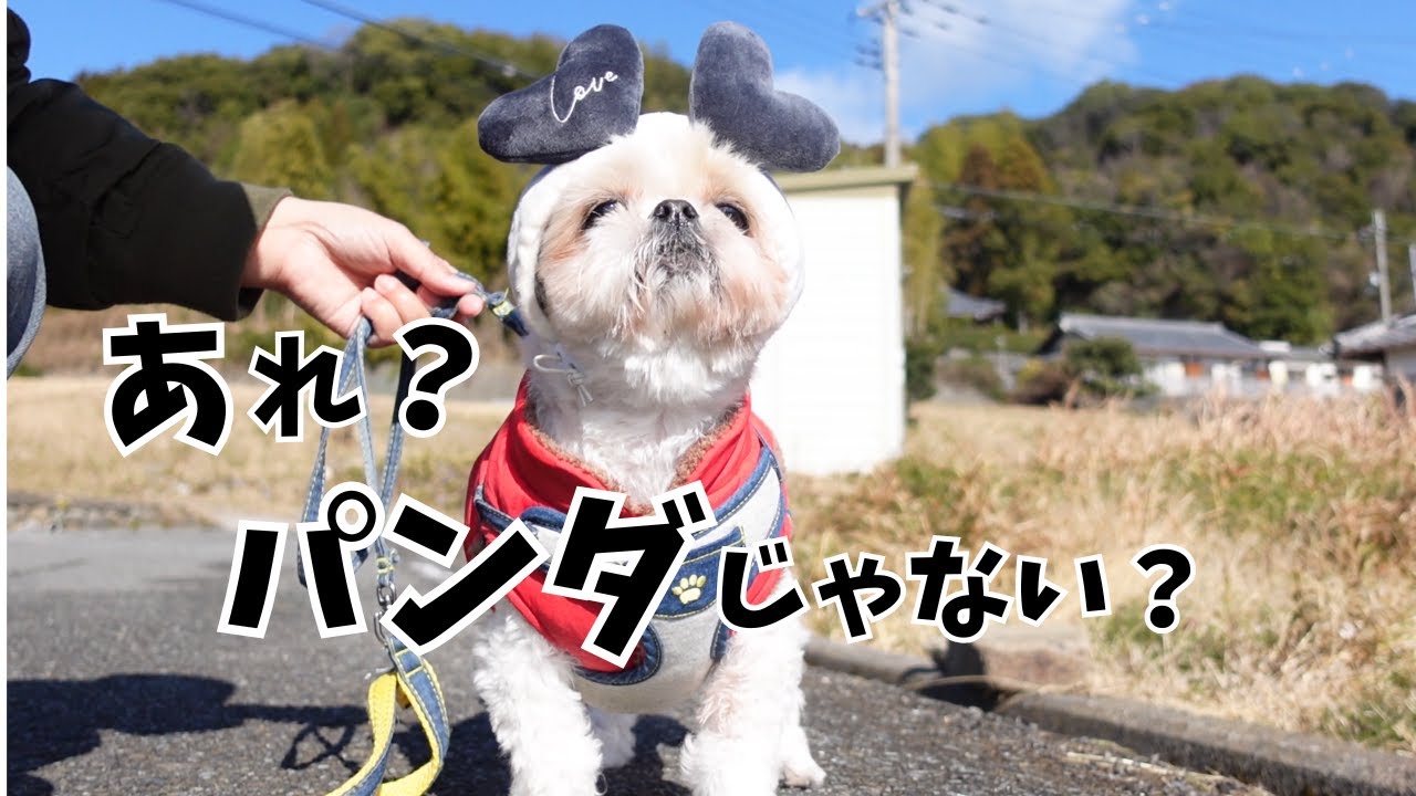 パンダ散歩の裏で…散歩47秒の犬がいましたwww