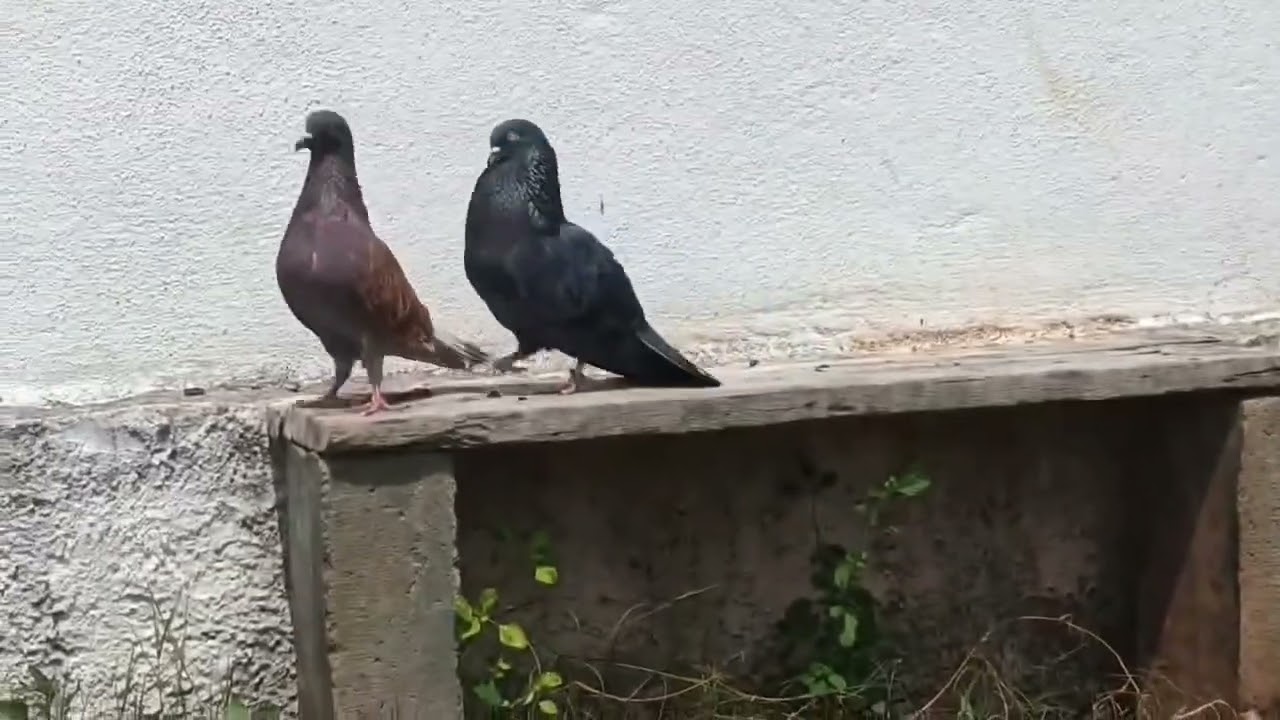 💯புறாவின் ❤ பிரீடிங் 🕊️💫###