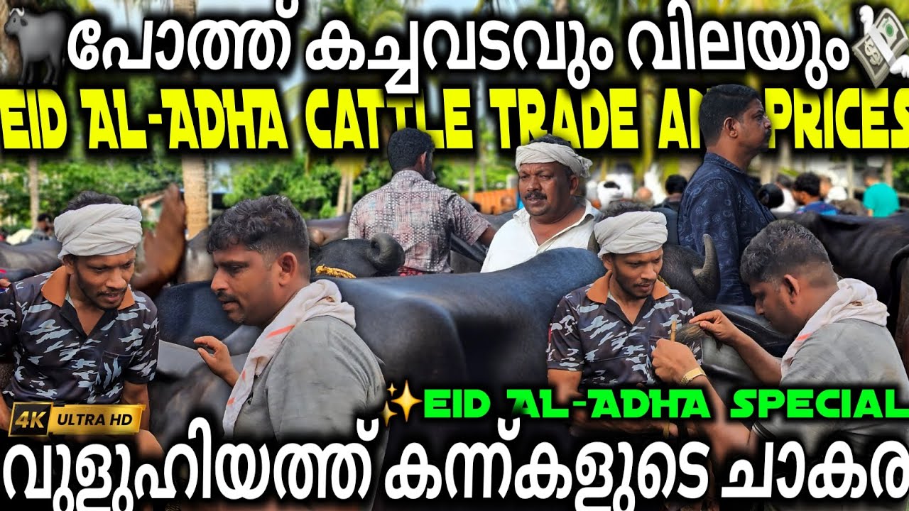 🐃പോത്ത് കച്ചവടം വിലയും💸വുളുഹിയത്ത് കന്ന്കളുടെ ചാകര Chattipparamba Chanda | Eid Special Cattle market