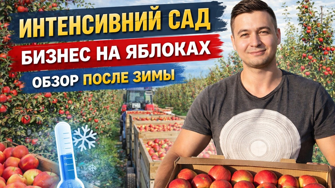 Яблочный бизнес изнутри: как выглядит интенсивный сад после зимы