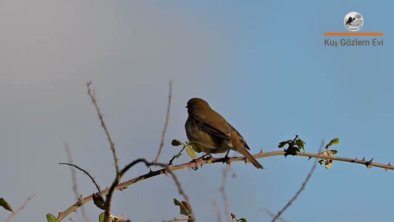 KIZILGERDAN / Erithacus rubecula / European Robin / Riva / Kuşlar / kızılgerdan ötüşü
