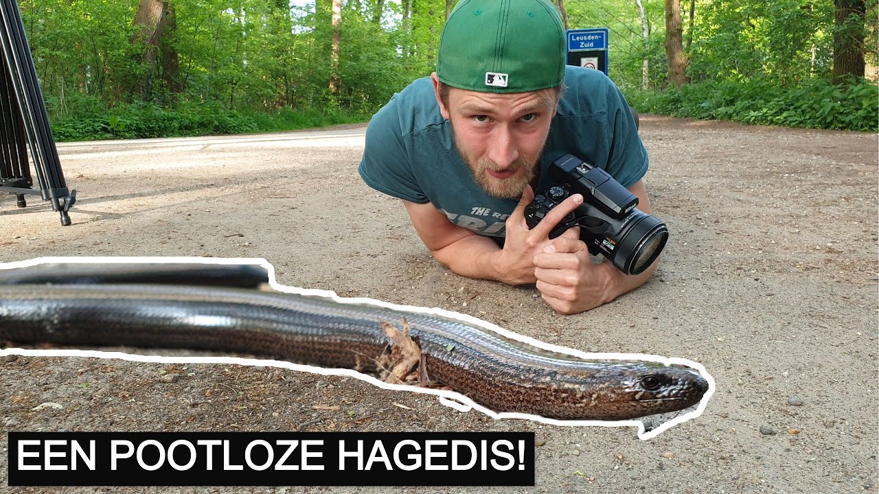 #152: Hazelworm op de weg