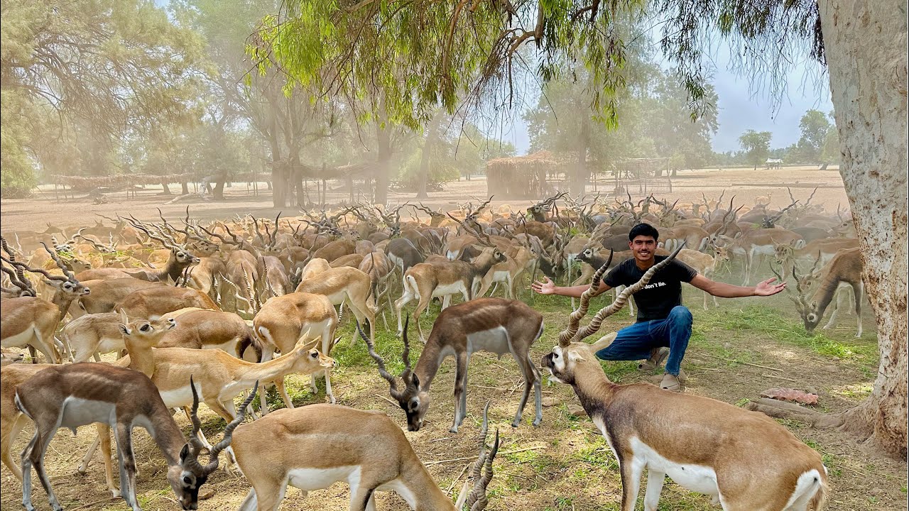 Itny Sary Blackbucks 😍🦌 Kaly Hiran | Biggest Breading Centre In Pakistan of Blackbucks