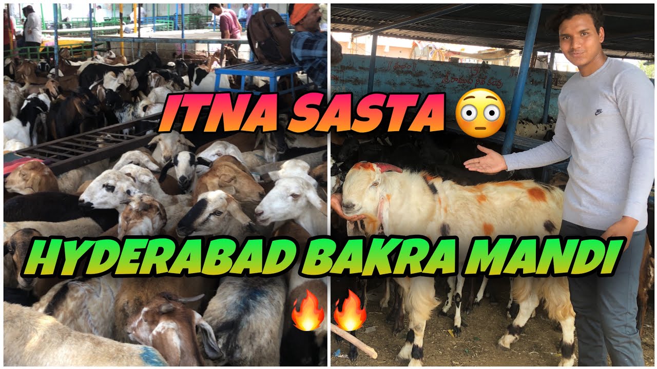 Hyderabad Bakra Mandi| Qurbani Ke Liye Jaanwar| Jiyaguda Bakra Mandi| Biggest Sheep Market|