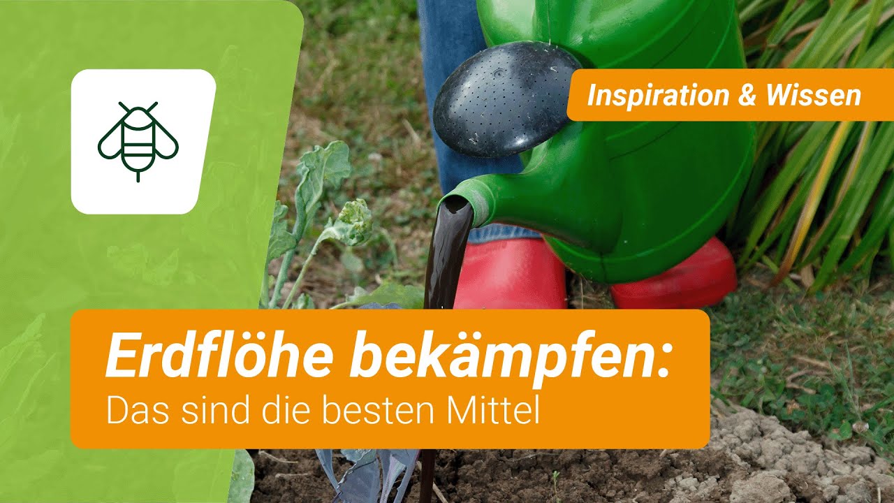 Erdfl&ouml;he bek&auml;mpfen: 3 nat&uuml;rliche Mittel
