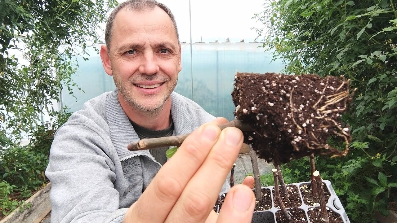 Inmultirea Smochinului prin butasi - Rezultate!