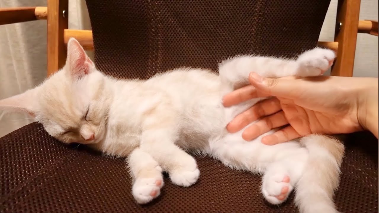 子猫なで放題♡何をしても起きない？子猫を心ゆくまでモフってみた