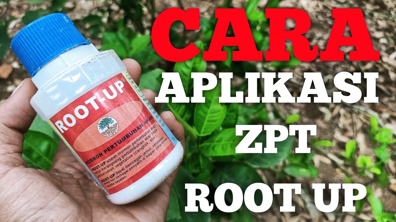🔴 CARA APLIKASI ZPT ROOT UP PADA CANGKOKAN/STEK