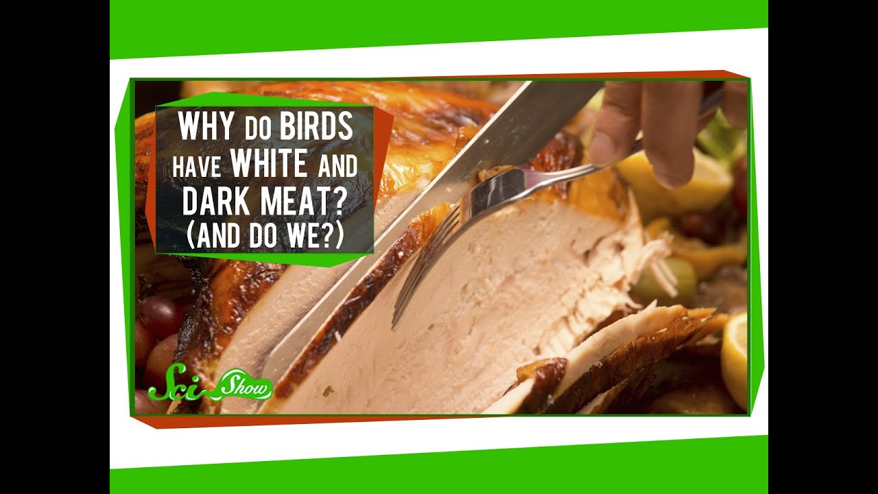 Why Do Birds Have White And Dark Meat? (And Do We?)