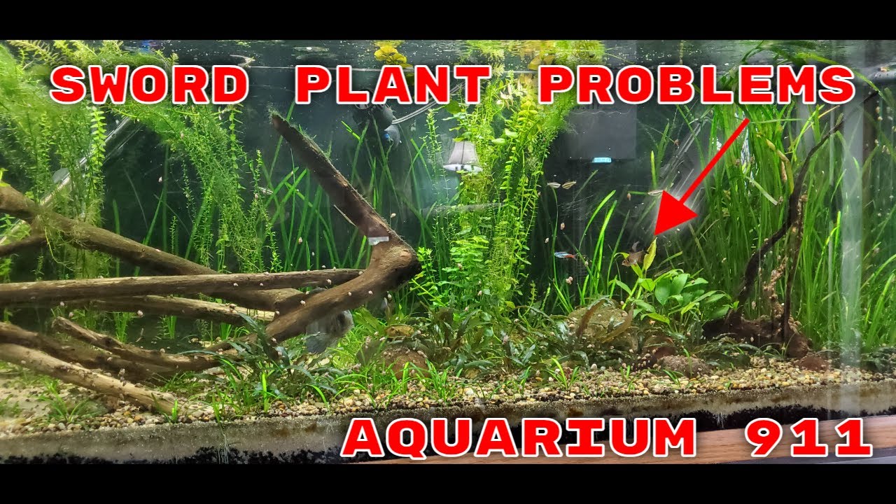 Aquarium 911 Ep 2 - Sword Problems!