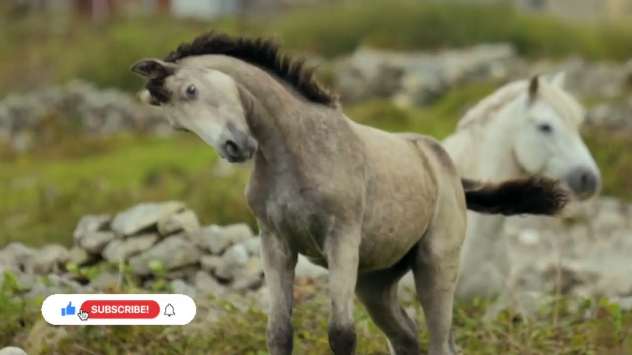 Relaxing - Animals Compilation - Wildlife -  Cute Animals for When You are Stressed