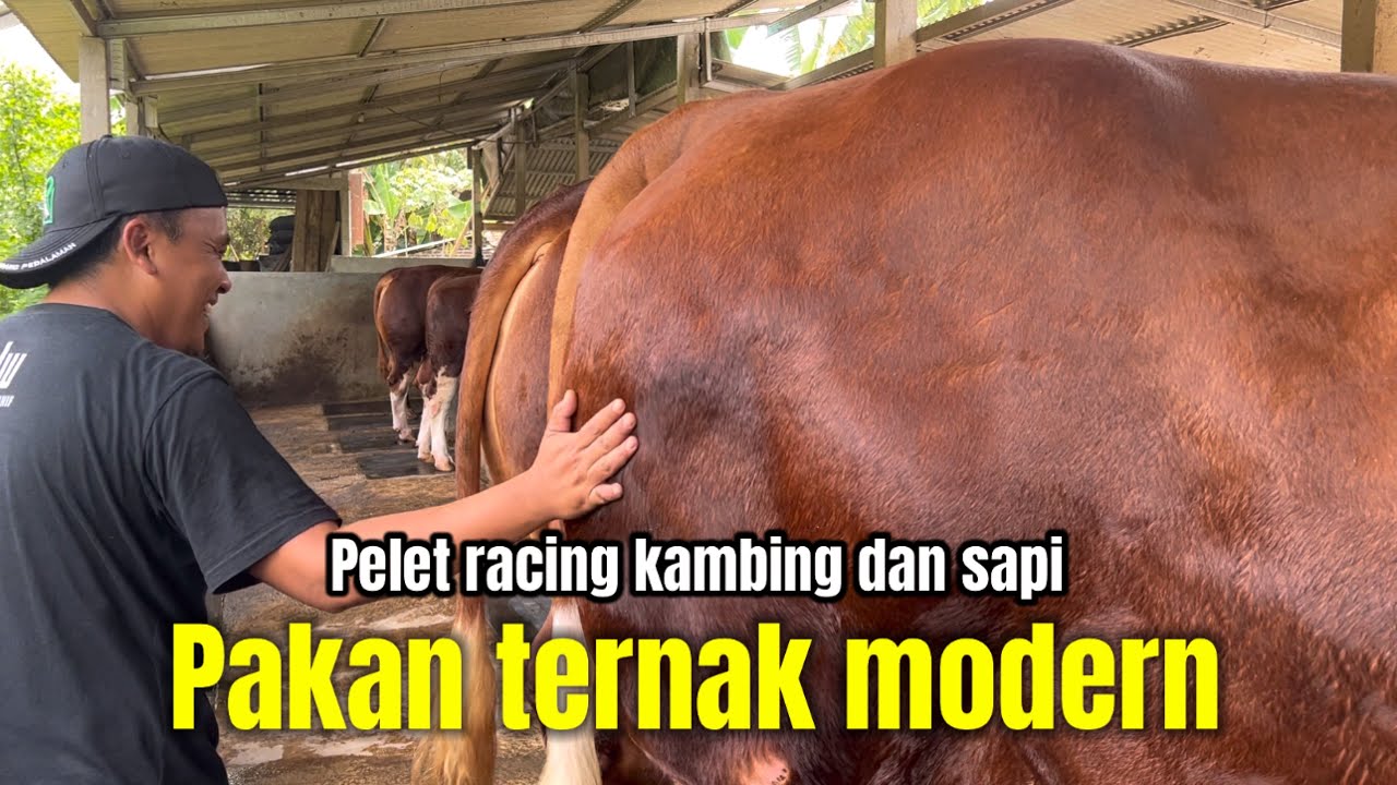 Pakan ternak paling modern pelet racing sapi kambing auto cepet gemuk