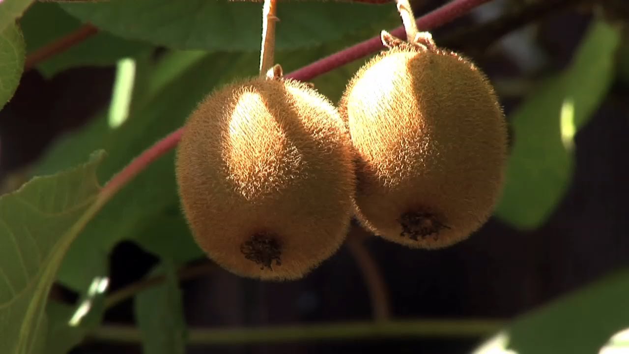 Schnitt- und Pflegeanleitung : Kiwi schneiden und pflegen