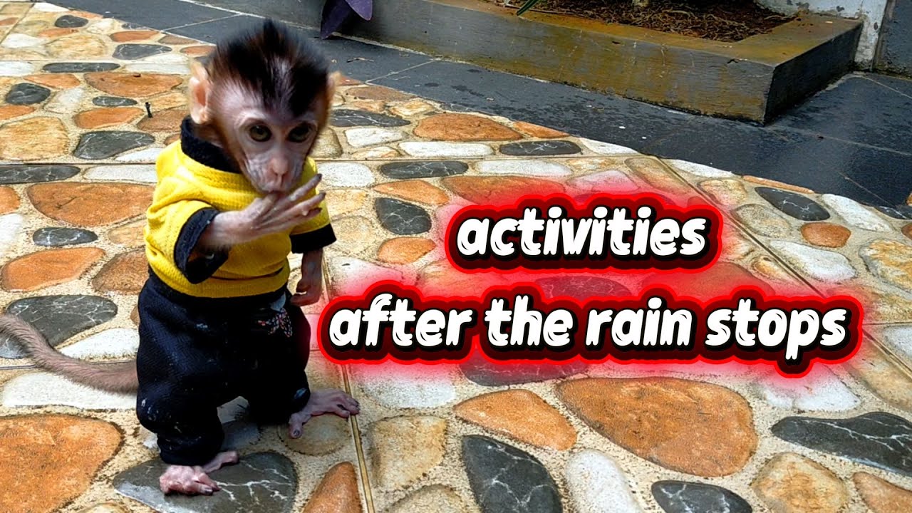activities after the rain stops .#viral #trending #viralvideo #viralvideos #trendingvideo