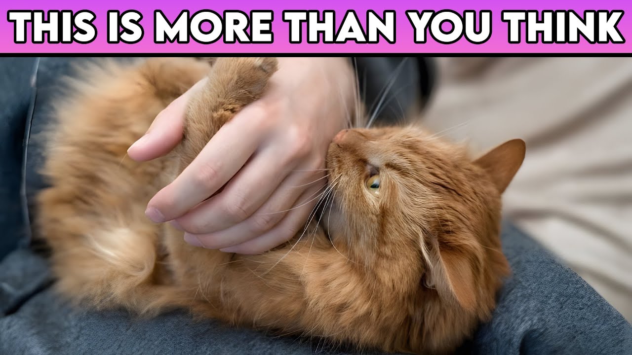 How Female Cats Say “I Love You” – This Is More Than You Think