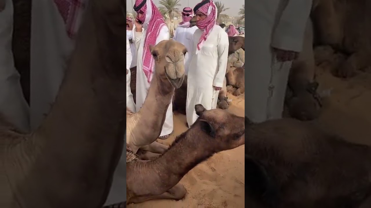 تغطية (٢)لساحة البل من مدينة الأنعام ببريدة السبت ٢٠/١٠/١٤٤٣