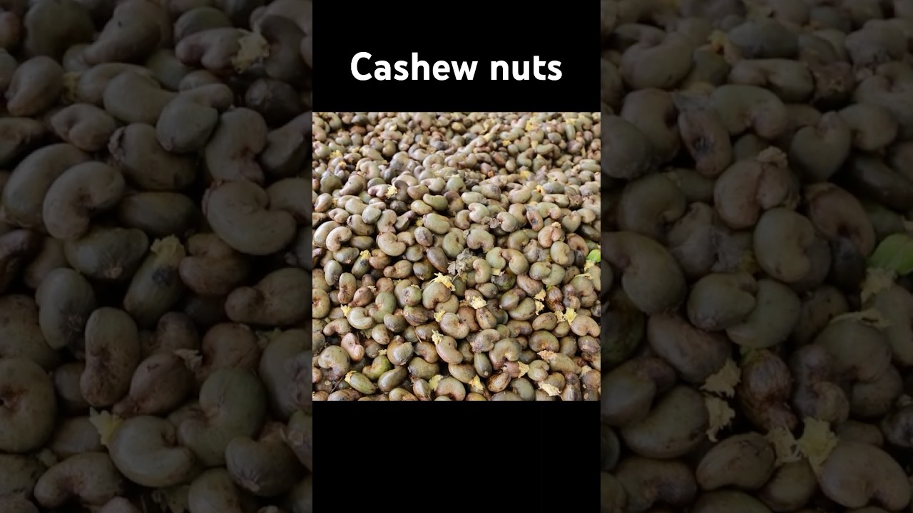 Cashew Cultivation and Cashew Nut Harvesting in My Village