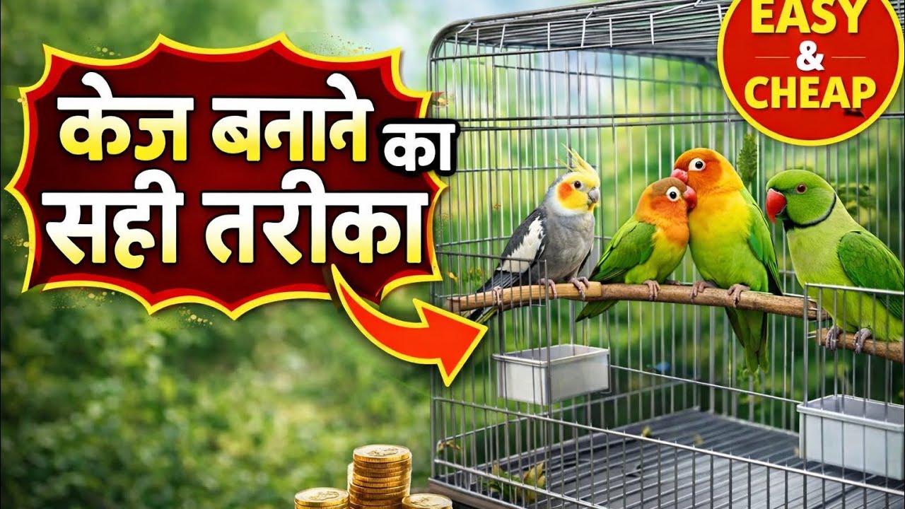 “केज बनाने का सही तरीका जो हर Bird Lover को पता होना चाहिए!” #BirdCage #केजकैसेबनाएं