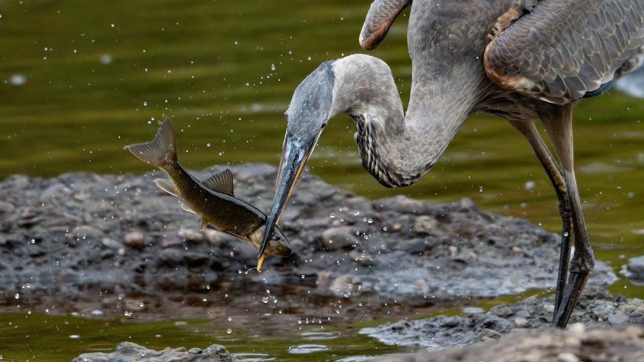 Great Blue Heron stalking Mergansers