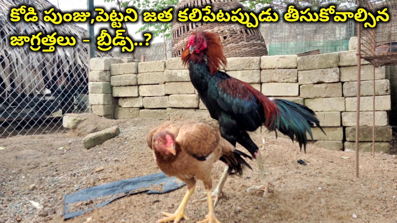 Chicken hen and roosters care in laying time | @Young farmer A to Z Telugu