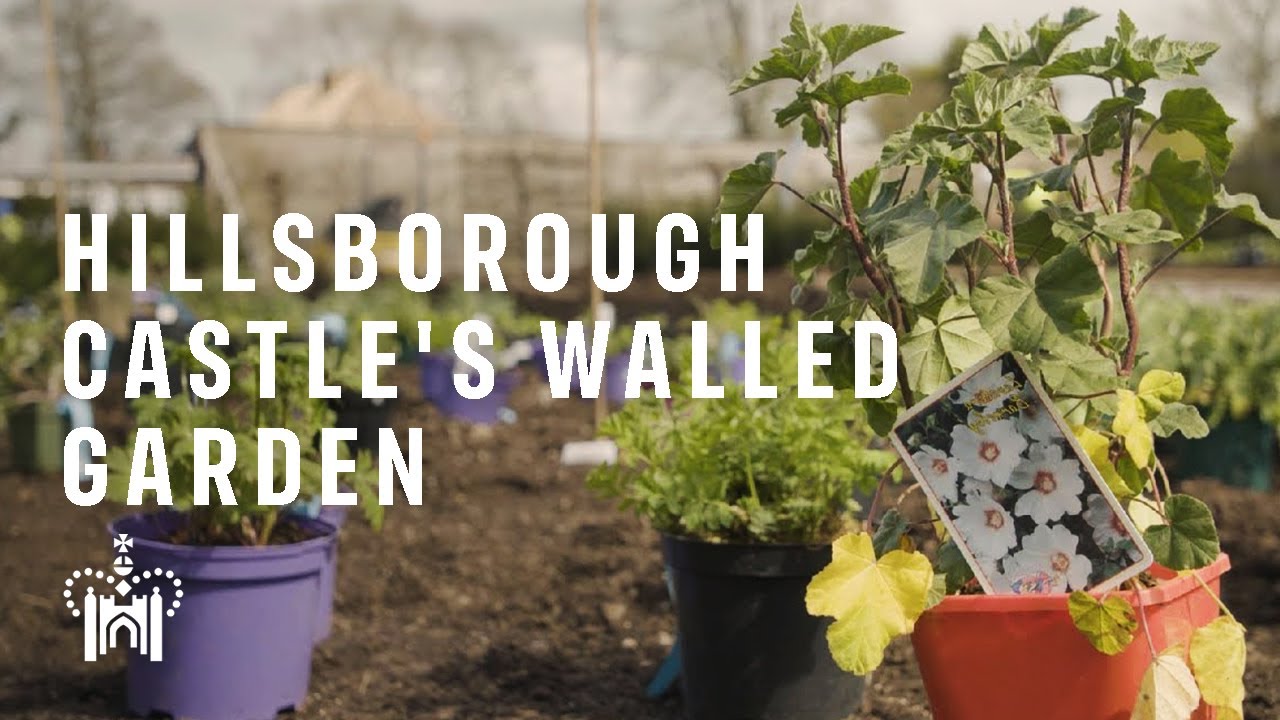Autumn Harvest in Hillsborough Castle's Walled Garden