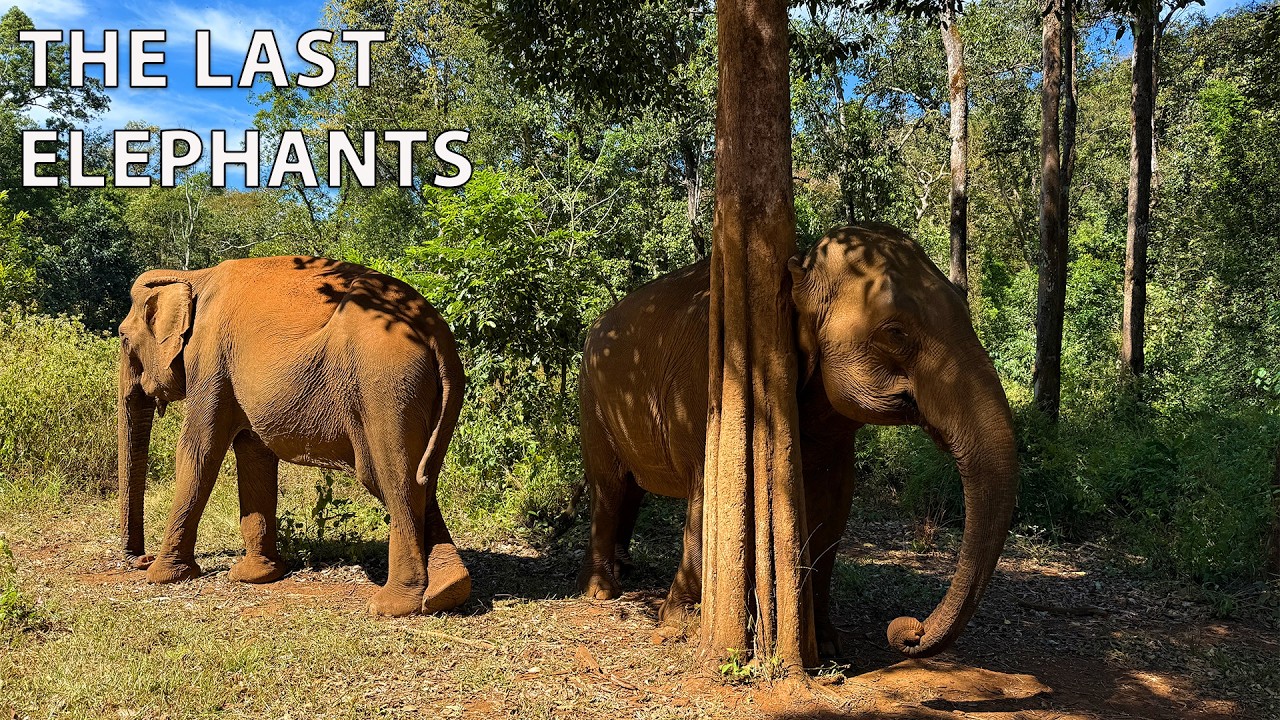 The Last Elephants of Mondulkiri | A Conservation Story in Cambodia