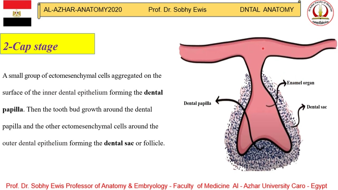 Tooth Development1