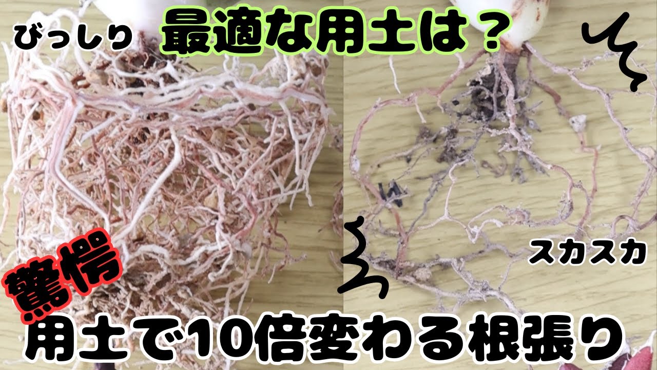 アガベの根を徹底検証！比較実験で見えた意外な事実