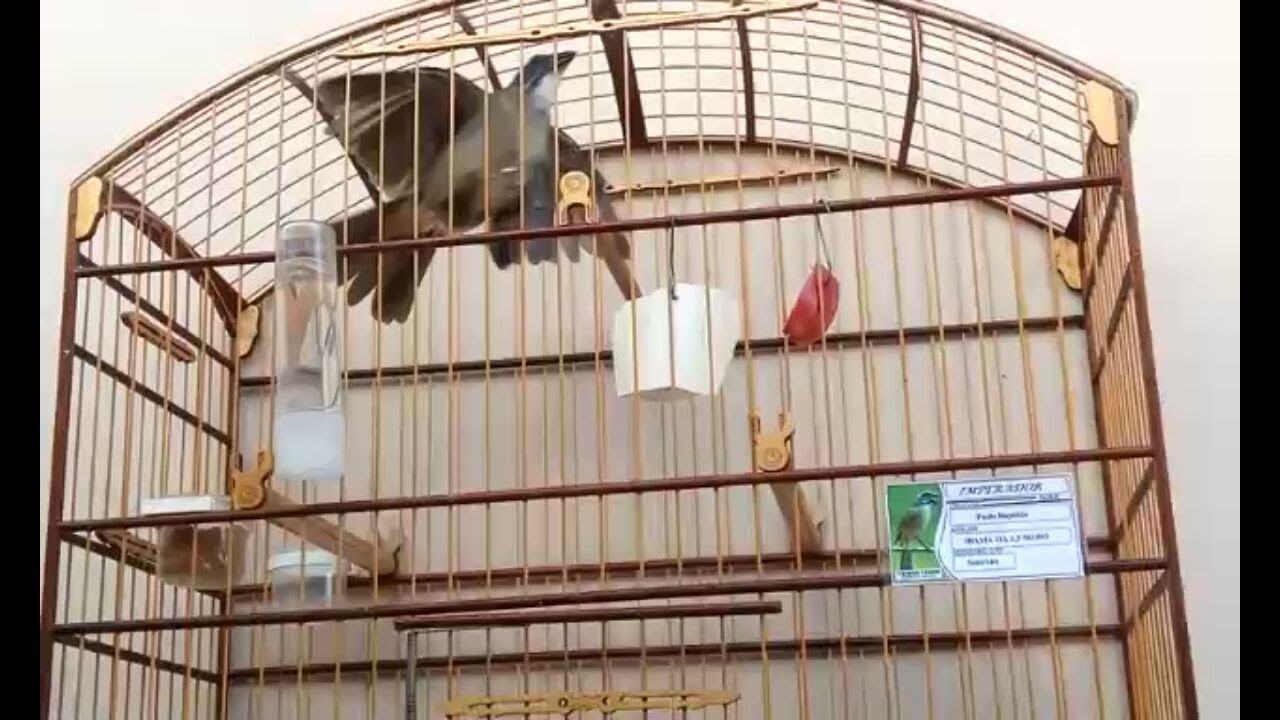 Trinca Ferro dando Alvorada