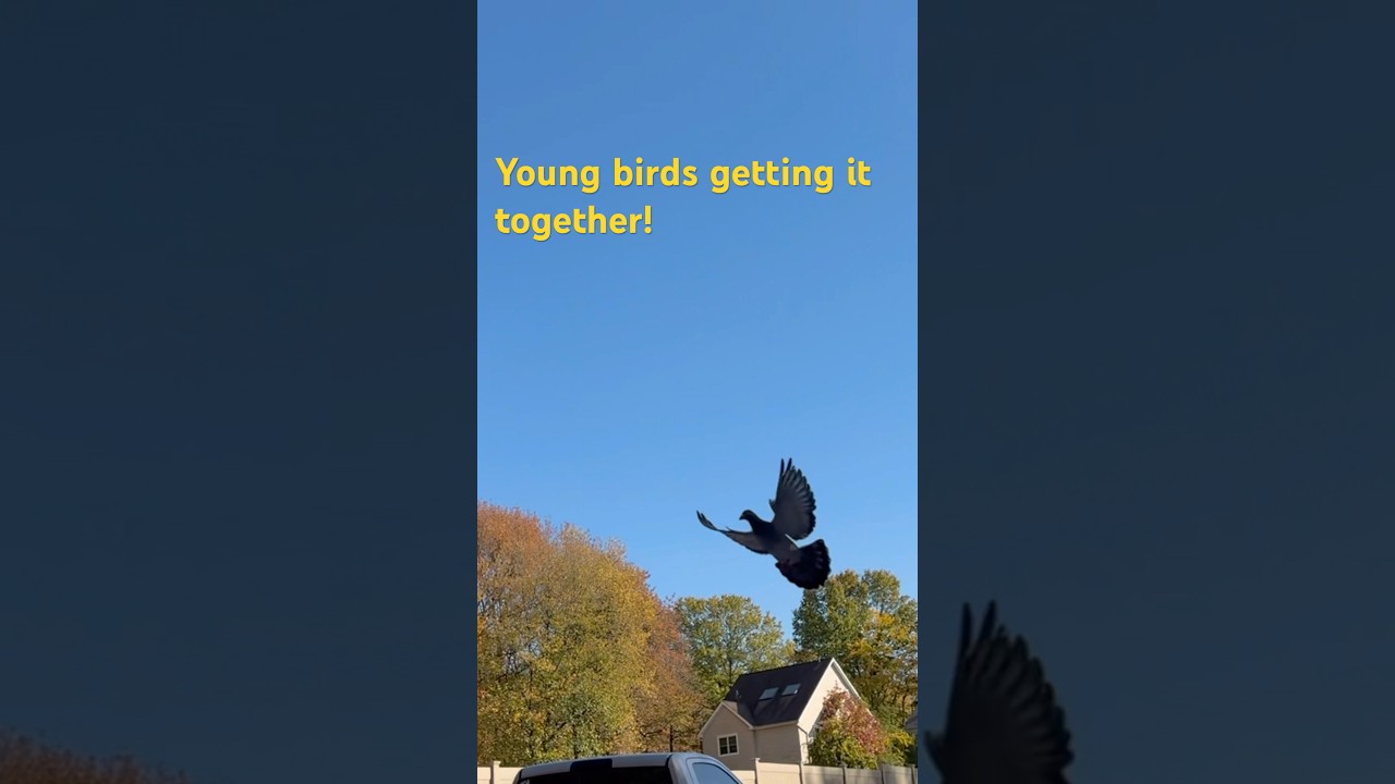 Young birds #breedingpigeons #racingpigeons #pigeon101 #birds #kabootar #fly #youtubeshorts #pigeon