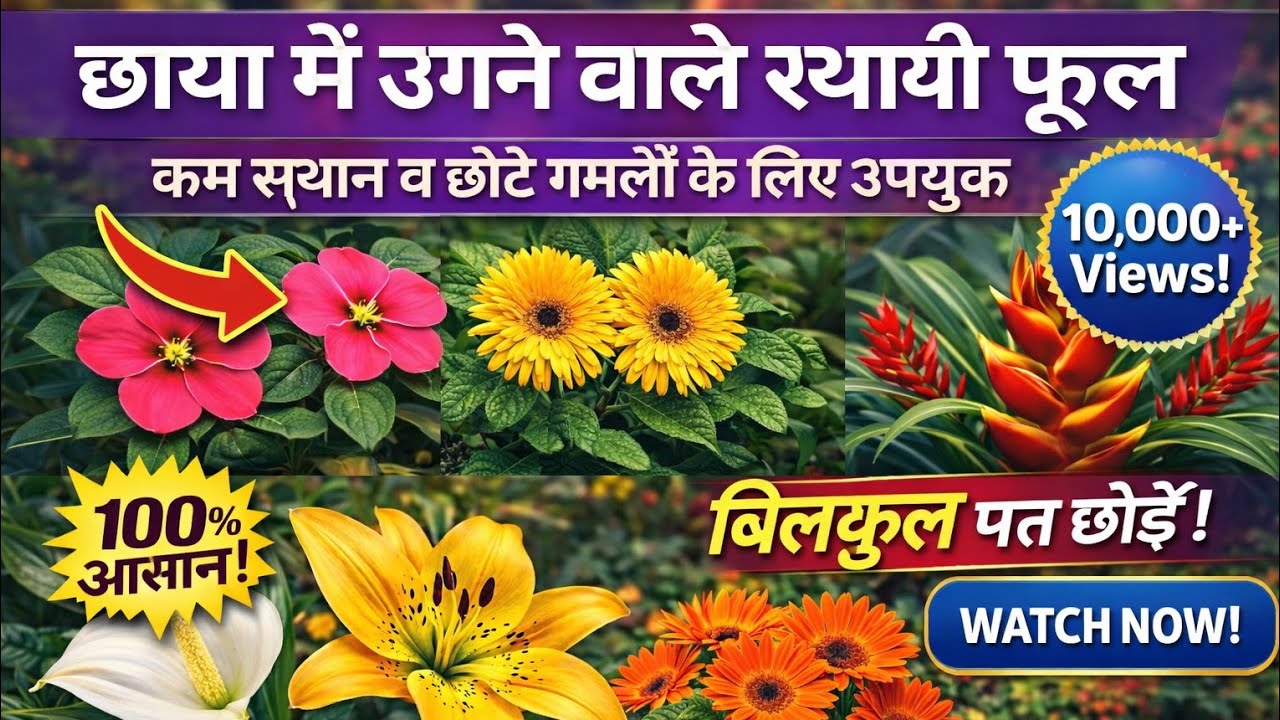 Permanent Flowering Plants in India/ऐसे फूलों वाले पौधें जिन्हें बार-बार हर साल नहीं खरीदना पड़ता