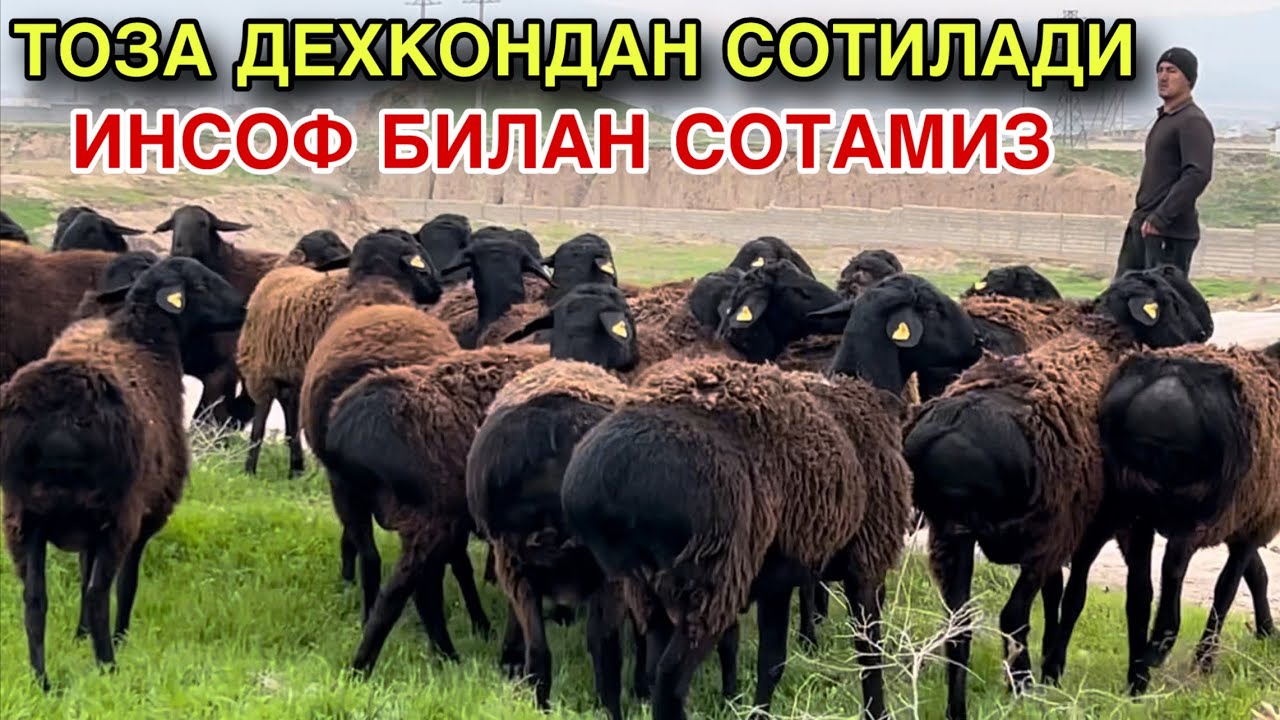 ФЕРМАДАН СОТИЛАДИ! ☎️+998 97 310 1032