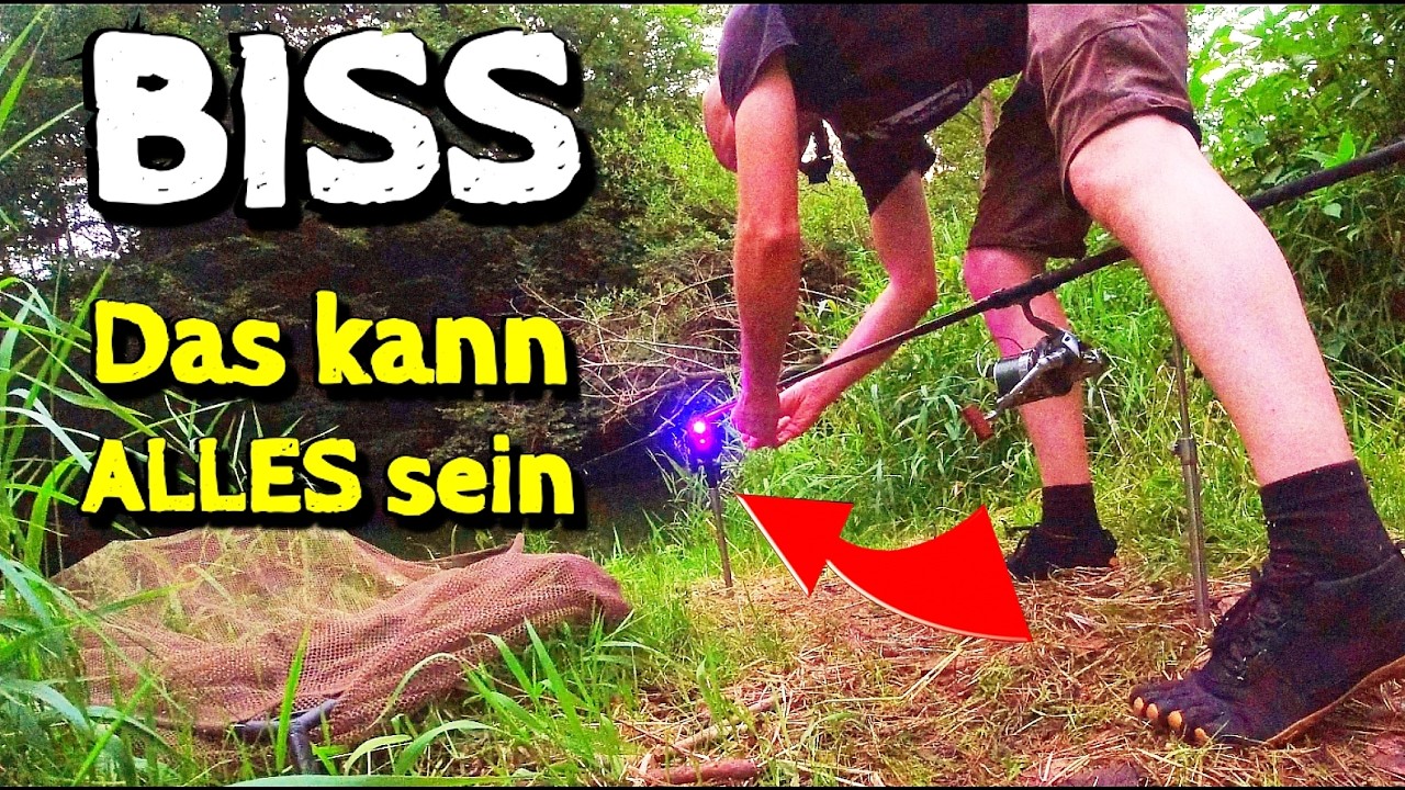 Allround Angeln auf Karpfen, Brasse, Döbel, Rotauge, Aal, Zander oder Wels