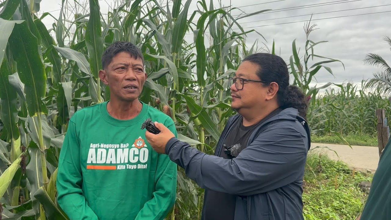 Tataas ang Ani ng Mais ng 30% Pwede rin Gamitin sa mga Gulay!