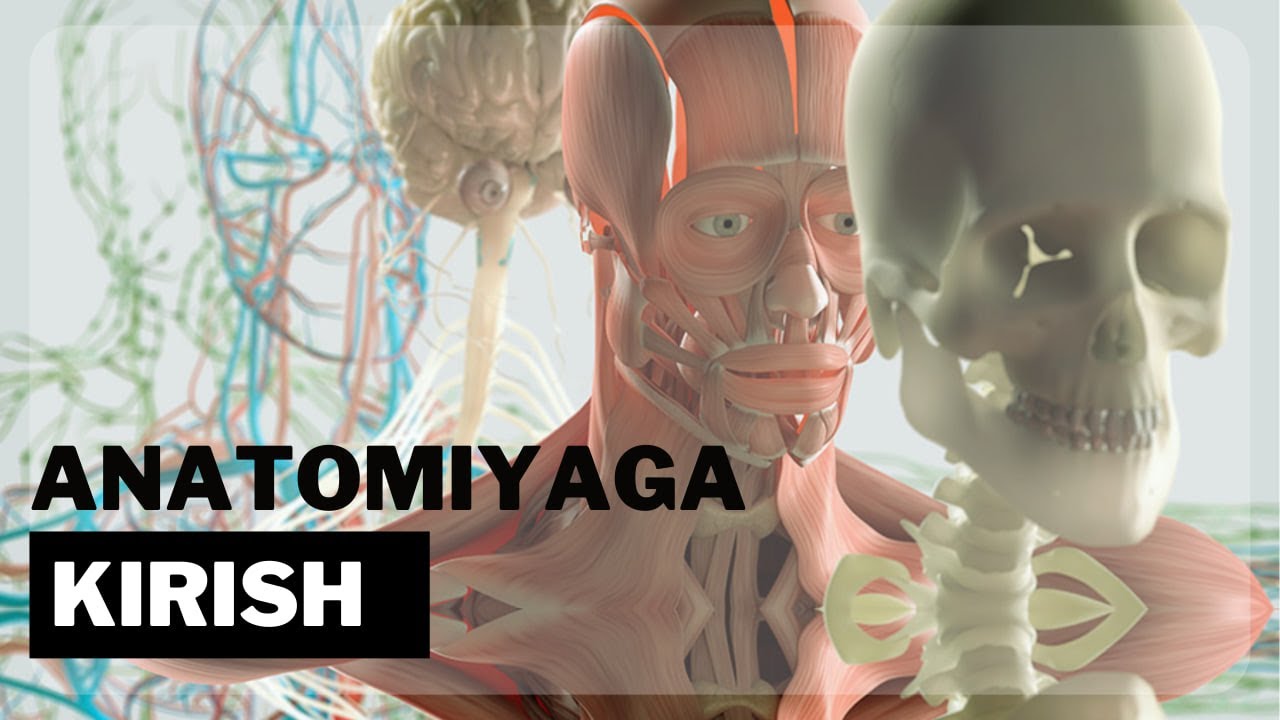 ANATOMIK SATHLAR  |  ANATOMIK TERMINOLOGIYA