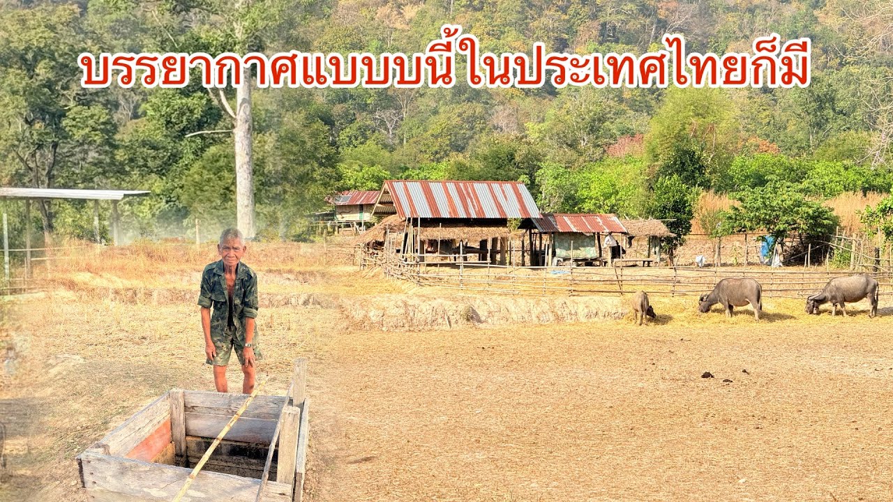 หาดูได้ยากแล้ว! บรรยากาศแบบนี้ในประเทศไทย ชนบทอีสานของแท้ บ.โหง่นขาม อ.ศรีเมืองใหม่ จ.อุบลฯ