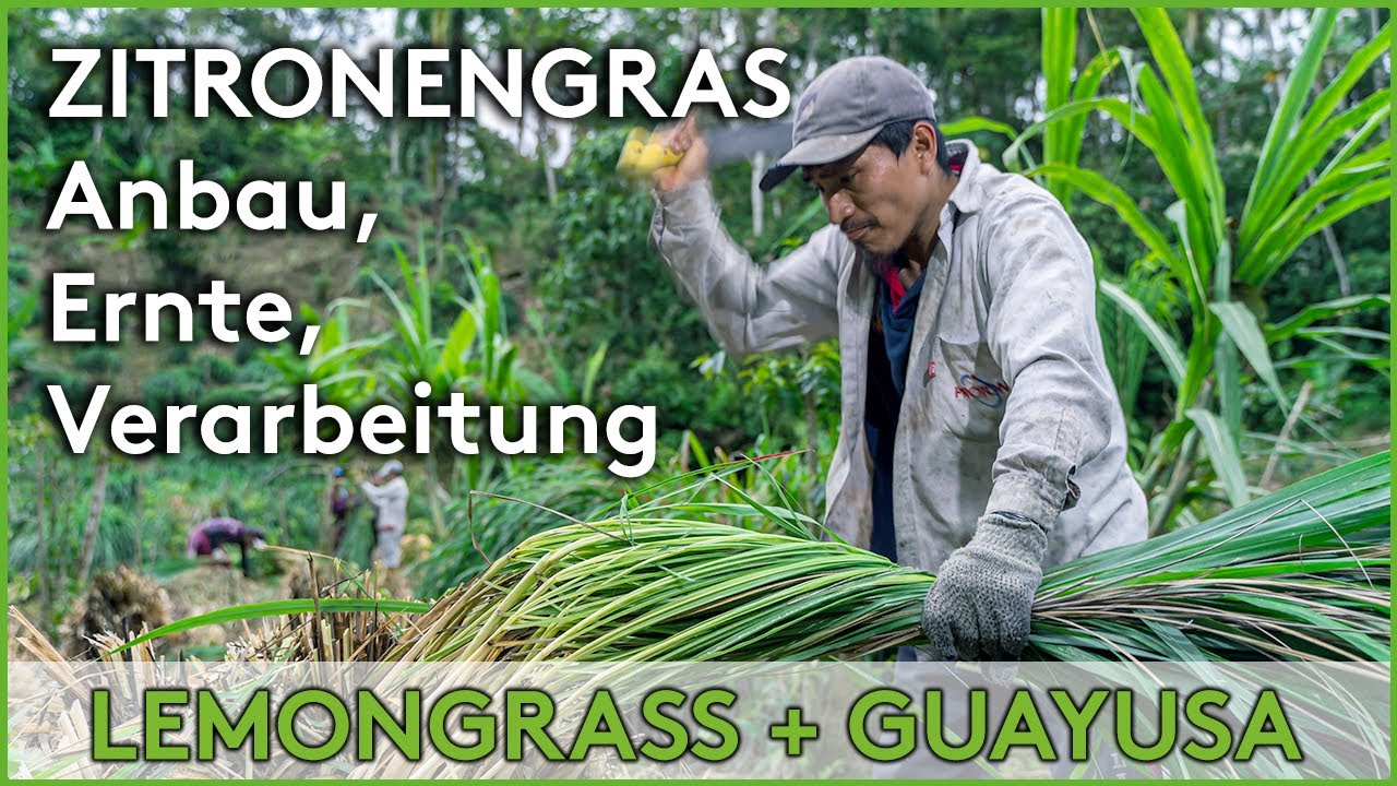 ZITRONENGRAS Anbau, Ernte, Verarbeitung für GUAYUSA Tee | Lemongrass tee von Amazonas Regenwald