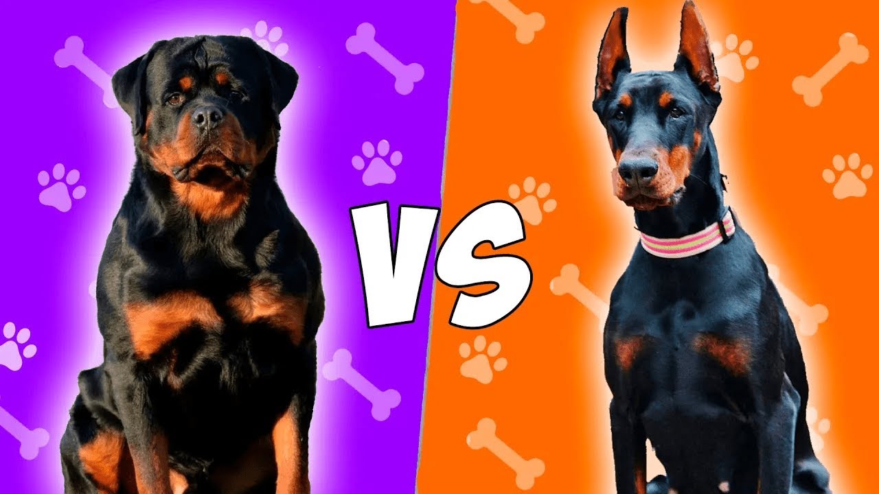 Rottweiler VS Doberman en ESPAÑOL