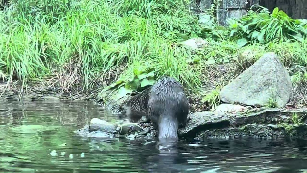 Woodland Park zoo living northwest Trail