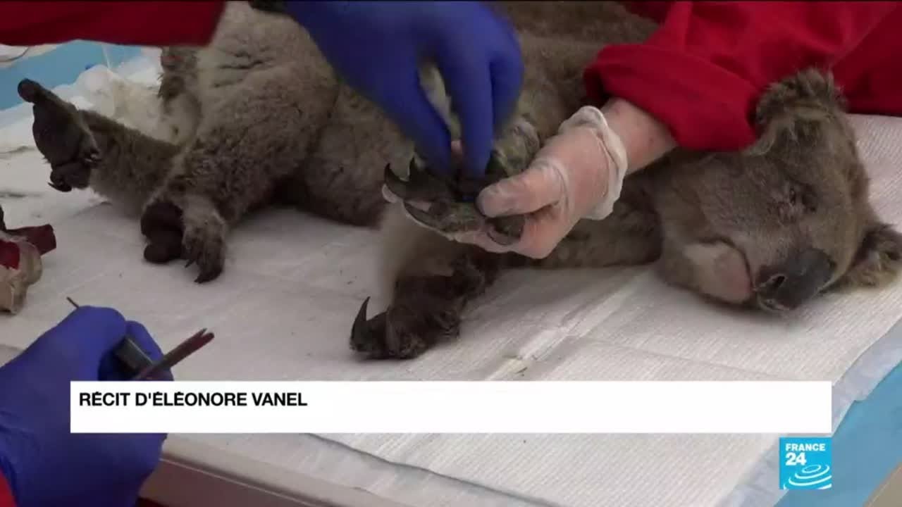 Incendies en Australie : seulement 9000 des 46 000 koalas ont survécu sur l'lle Kangourou
