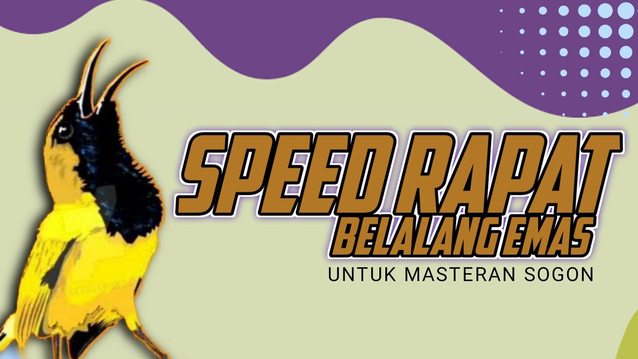 🔴 LIVE masteran SOGON materi BELALANG EMAS speed rapat #masteransogon