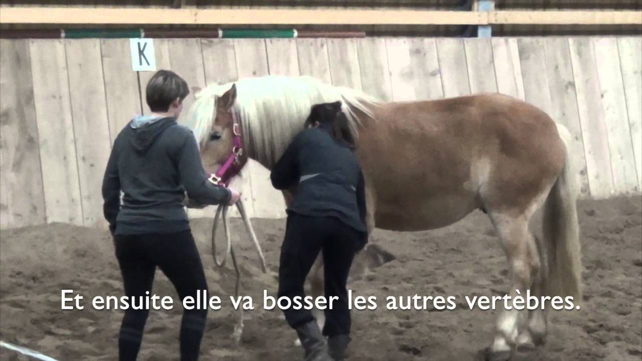 Ostéopathe équin pour Azzaro