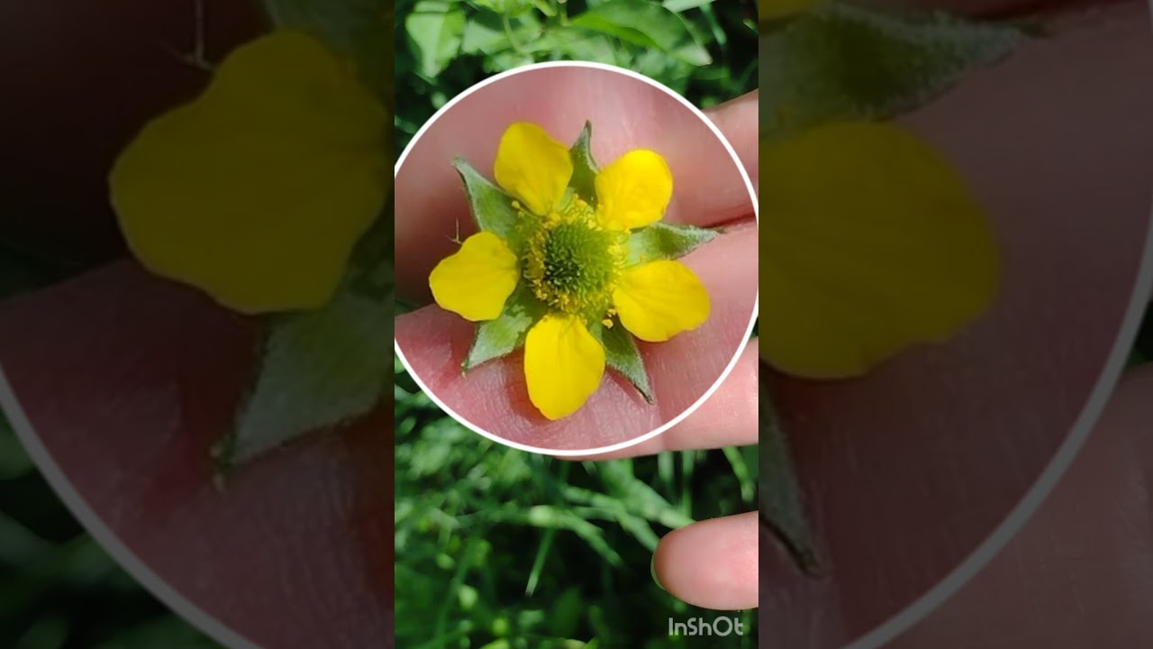 Kuklík městský kvete, jedlý a léčivý, Edible and medicinal wood avens flowering