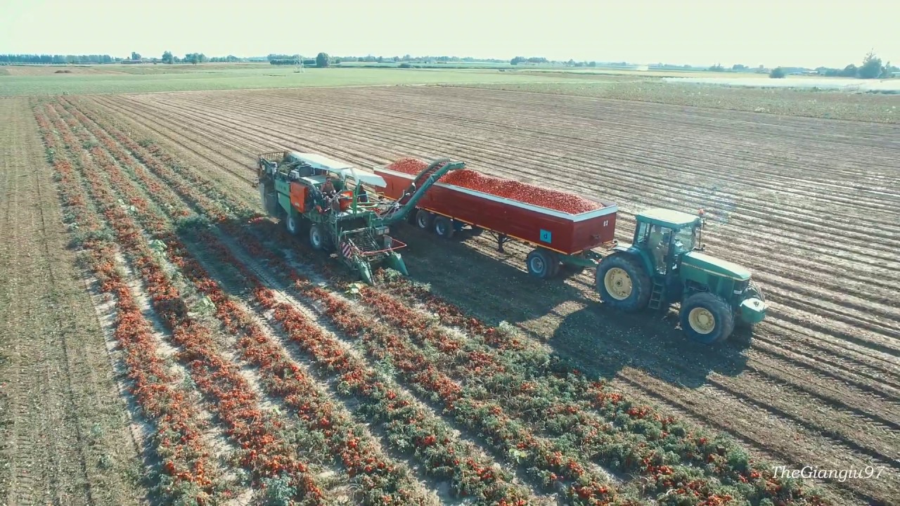 RACCOLTA POMODORI 2019 - GUARESI, JD 7810, FENDT 930