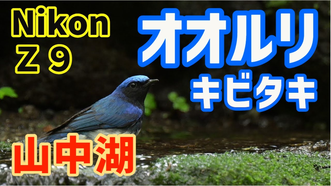 山中湖 ・大洞の泉  NikonＺ９ オオルリ・キビタキ・メジロ・ゴジュウカラ・ヤマガラ・エナガ・ホオジロ・オオヨシキリ、哀愁漂う湖畔の風景も！