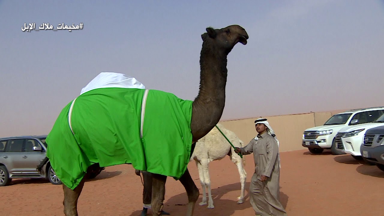 مخيم فهد بن جويعد الدامر
