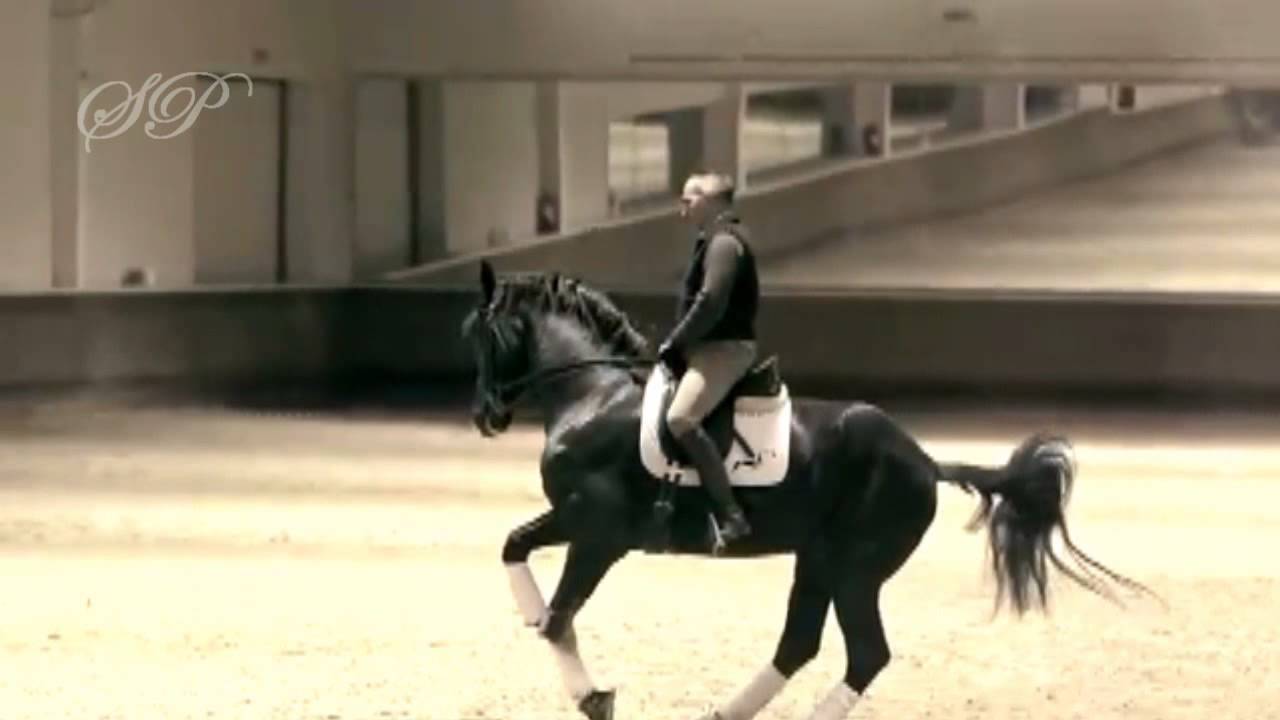We Are Equestrians , Motivational Rider